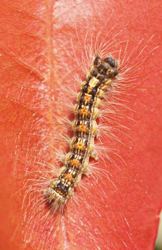 Lymantria dispar